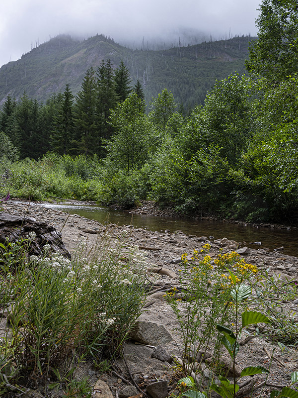 Flowers in the foreground, on the river bank of the Green River.