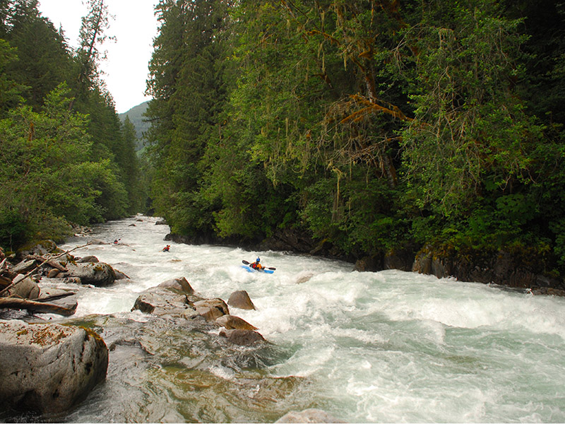 Three kayakers paddling through white water rapids. Green trees line the river bank.