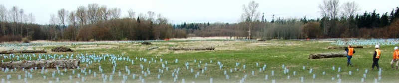 Several agency inspection staff in orange vests are walking through a recently planted wetland mitigation area.