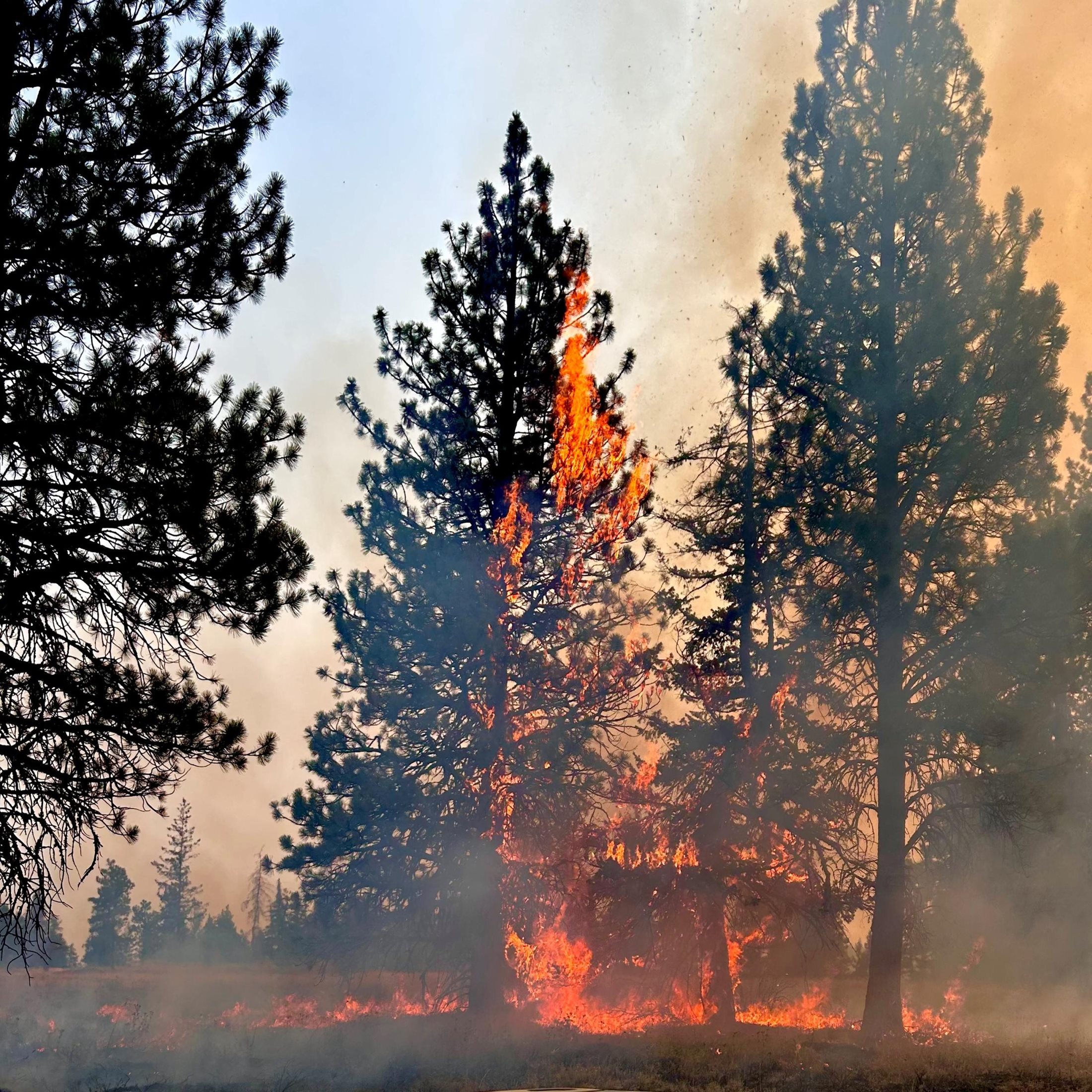 Wildfire and smoke among evergreen trees and grass