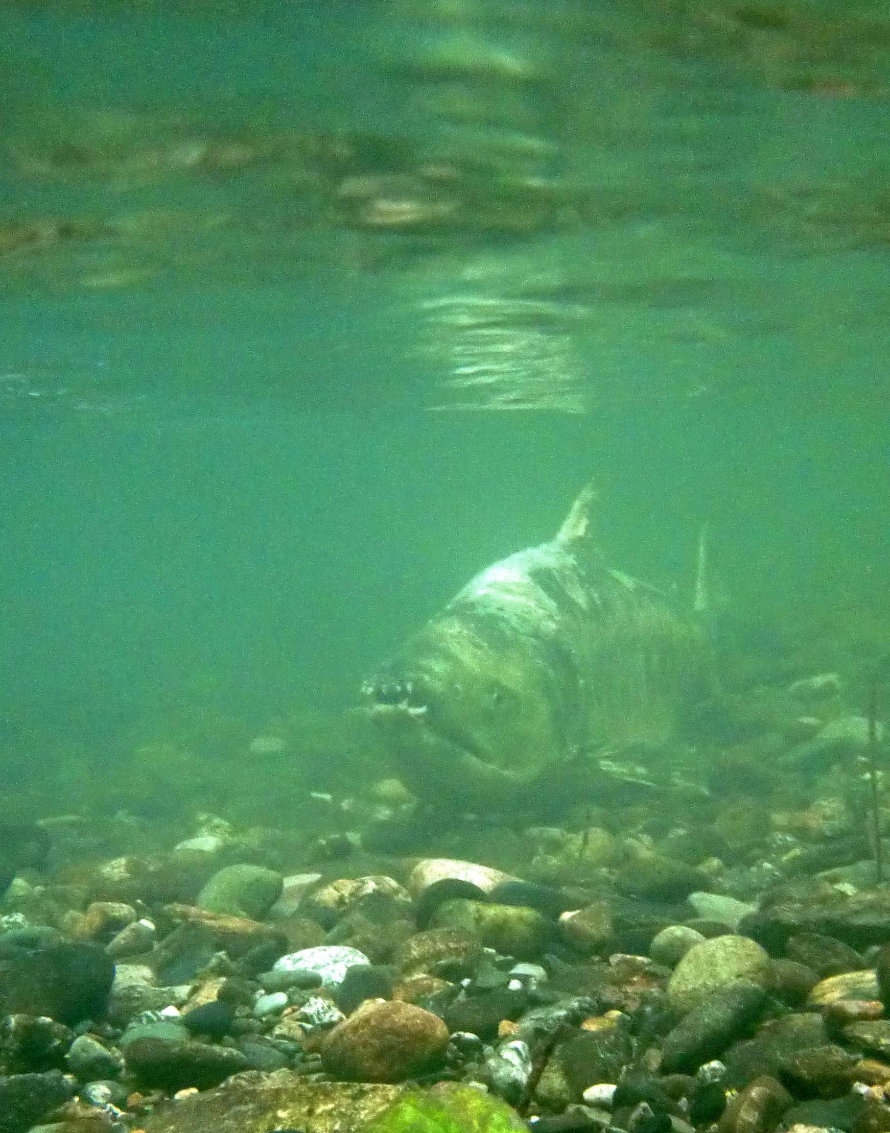 Underwater picture of chum salmon swimming toward you just above a gravel bed