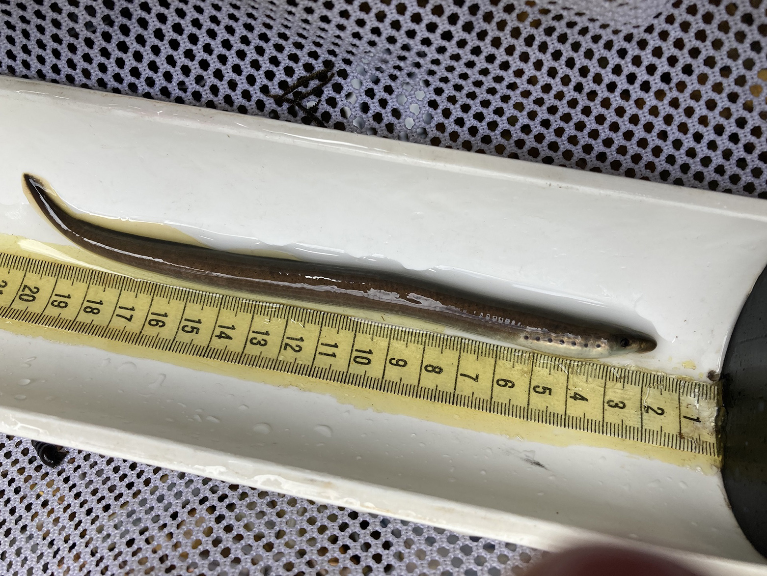A small, slender lamprey on a measuring board
