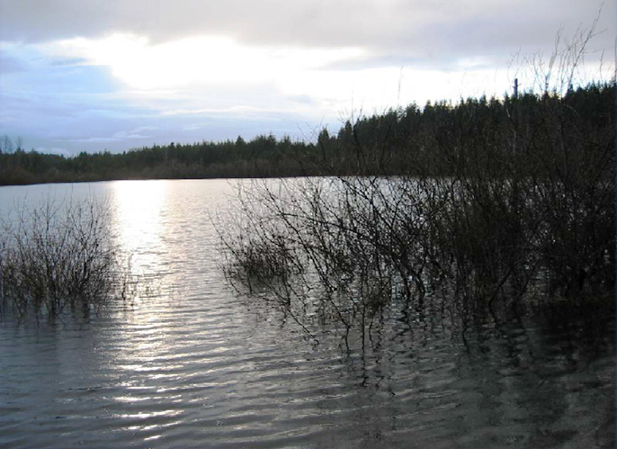 Sunlight reflecting onto Goose Lake near Shelton with trees behind lake.