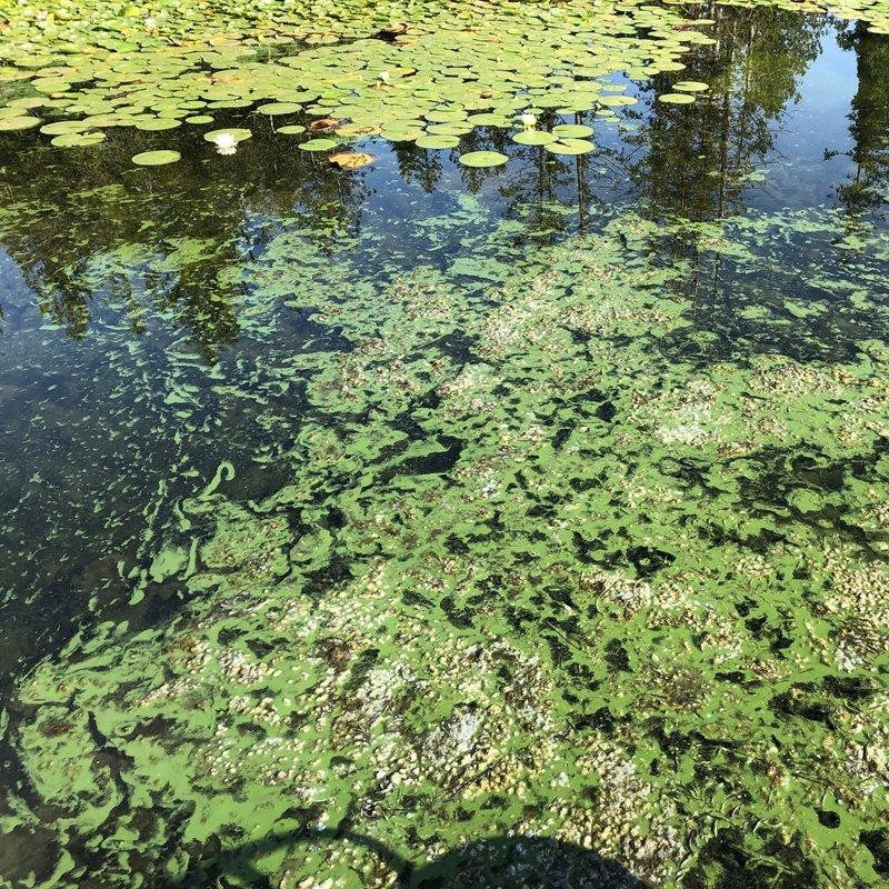 green algae in water