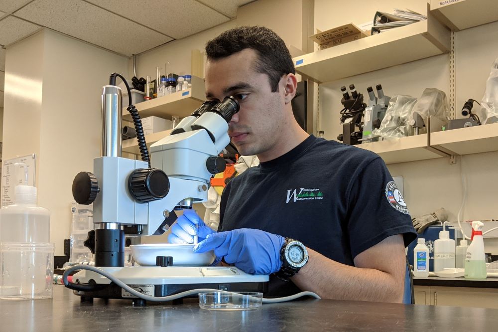 A WCC member sits in a laboratory and examines a sample through a microscope.