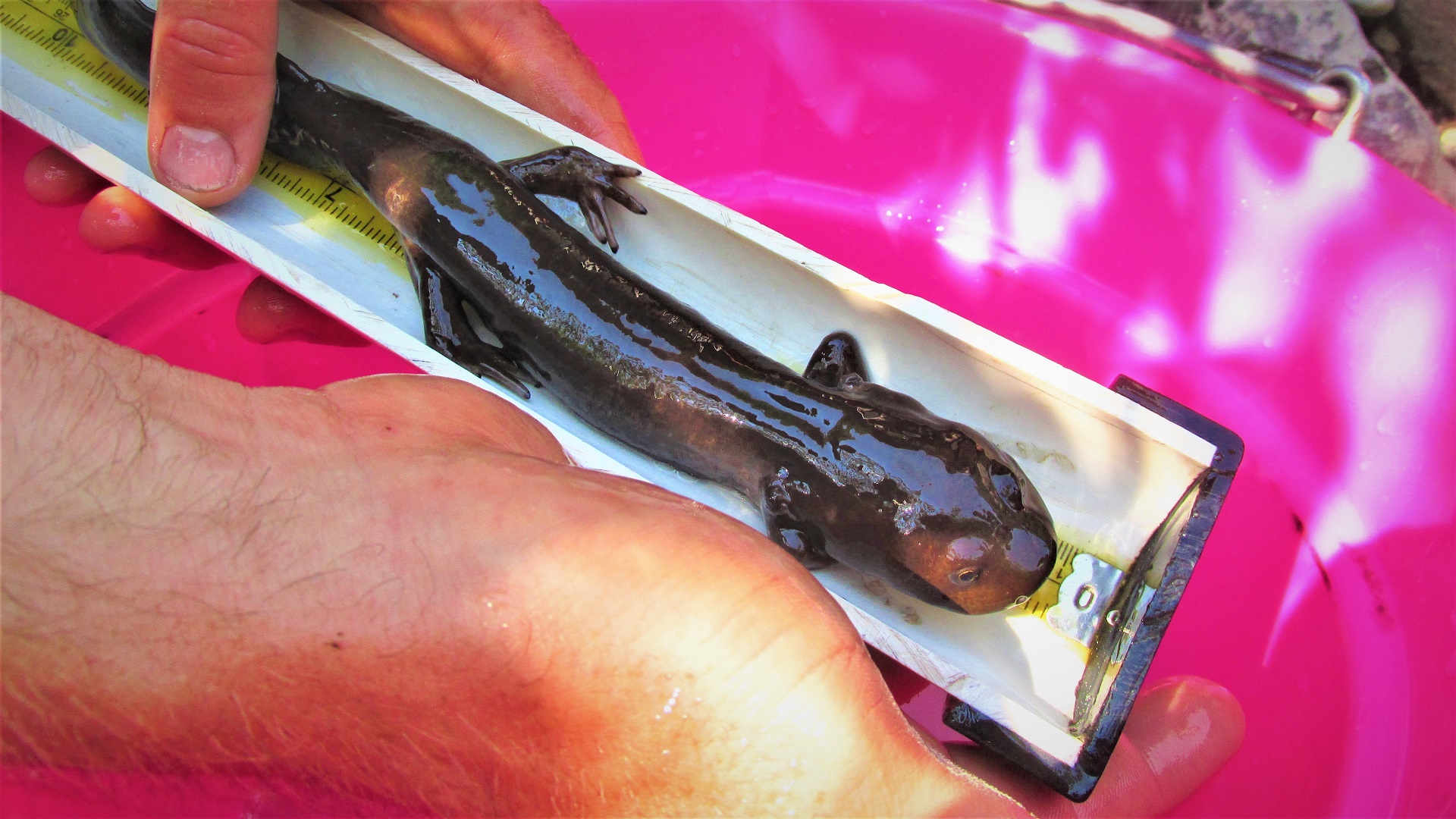 A brown, shiny salamander lies on a measuring board