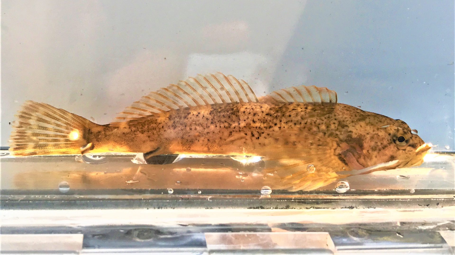A golden fish with brown spots in a clear container