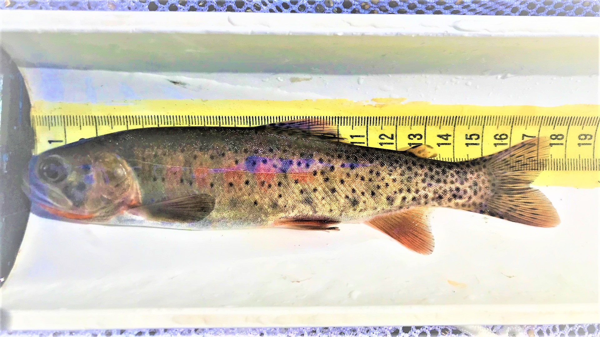 A trout on a measuring board