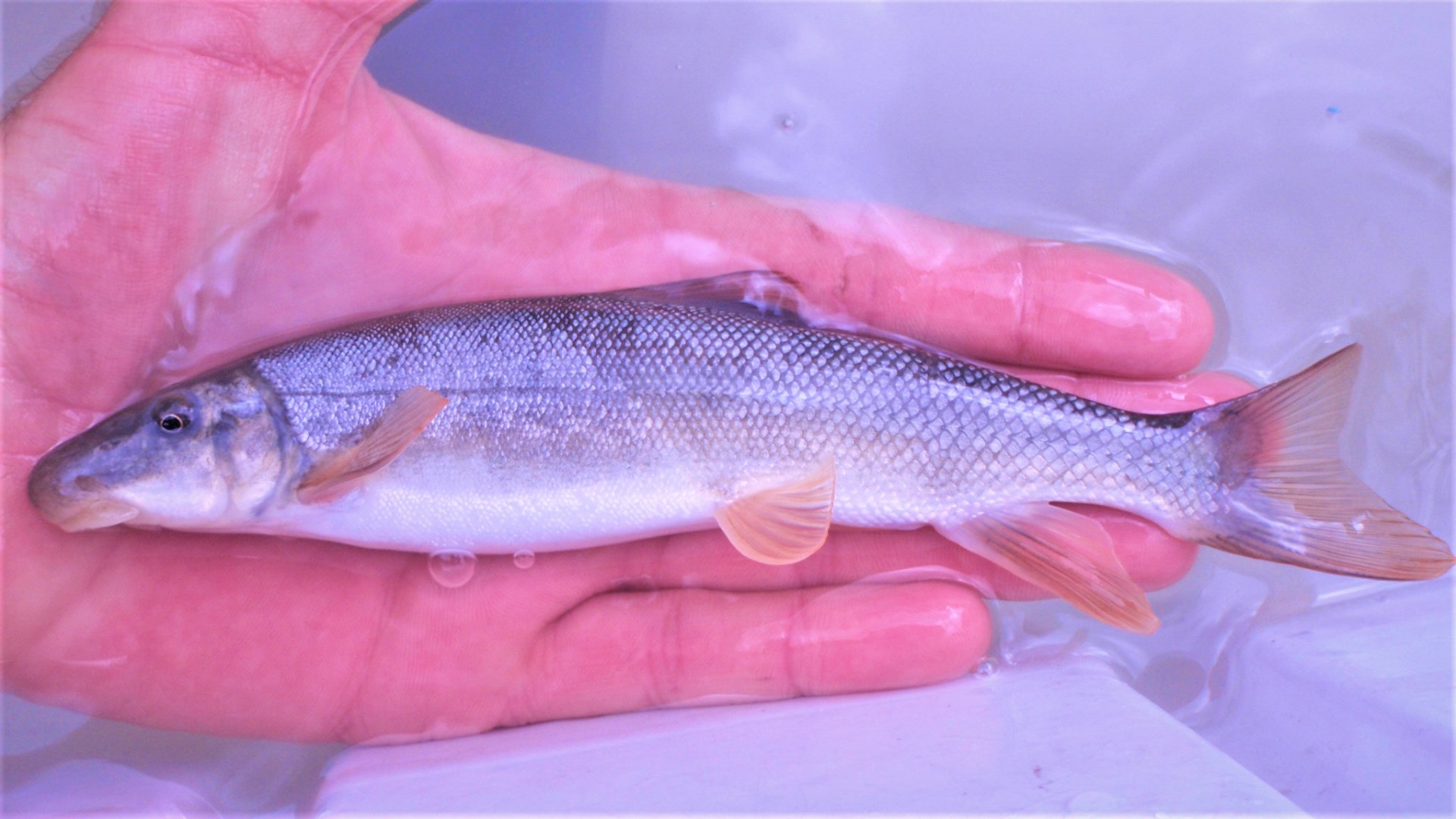 A thin silver fish with a blunt nose lies in a person's hand