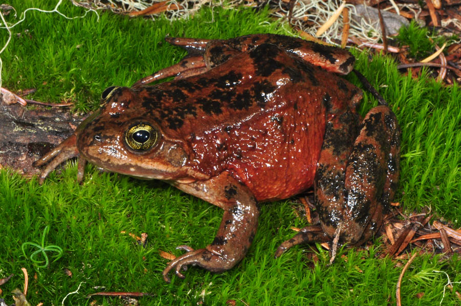 An Oregon Spotted Frog perched on moss