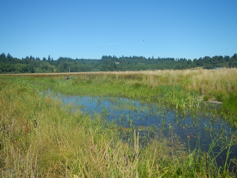 East Fork Lewis Wetland Mitigation Bank from July 2015 showing water and wetland plants and vegetation.
