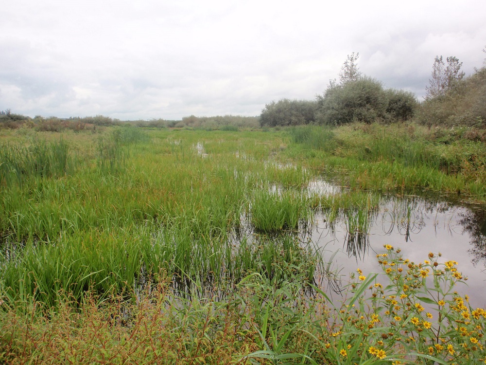 Wetland area with standing water and flowering vegetation.