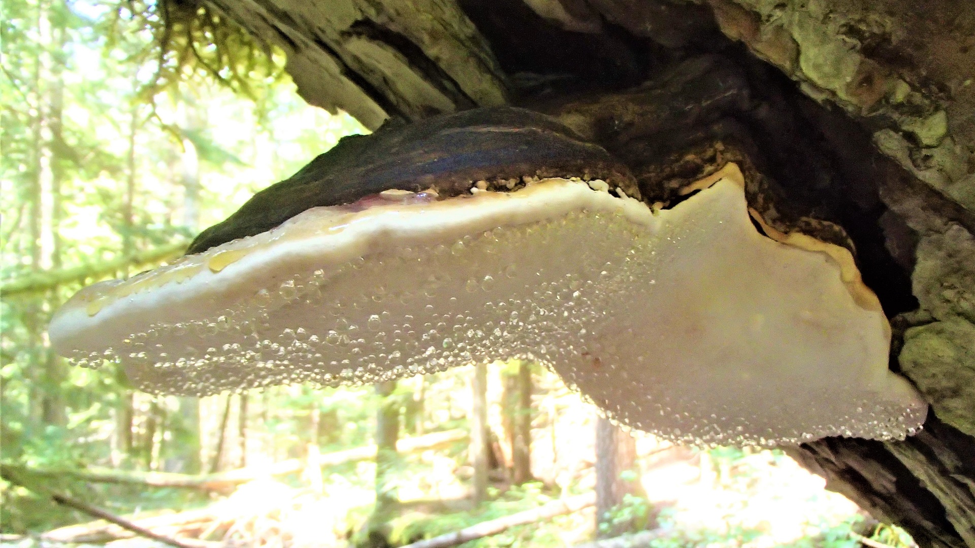 A hard mushroom on the underside of a log with dew drops.