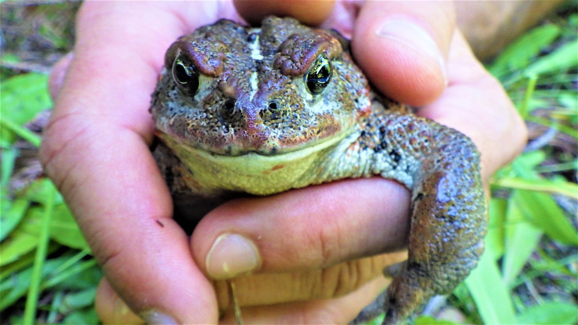 A large toad in a crewmember's hands