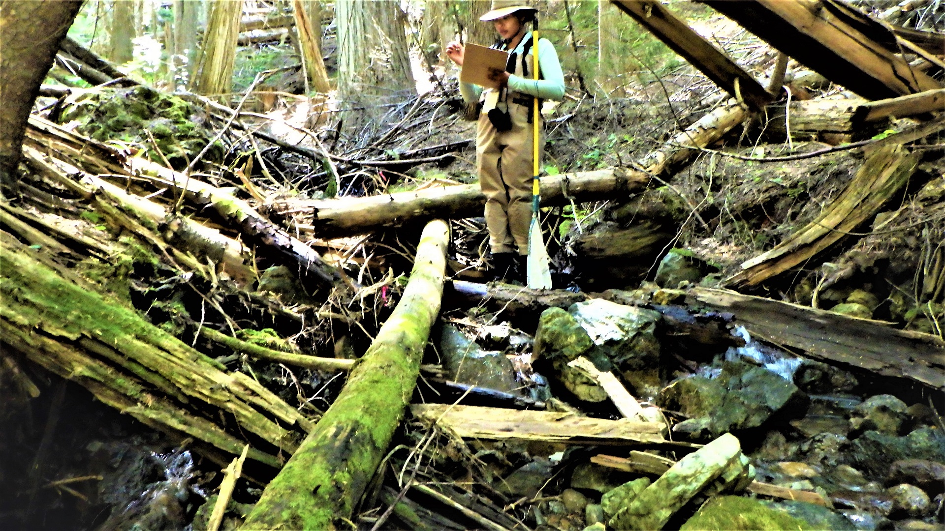 A crewmember recording a large pile of fallen wood in a notebook.