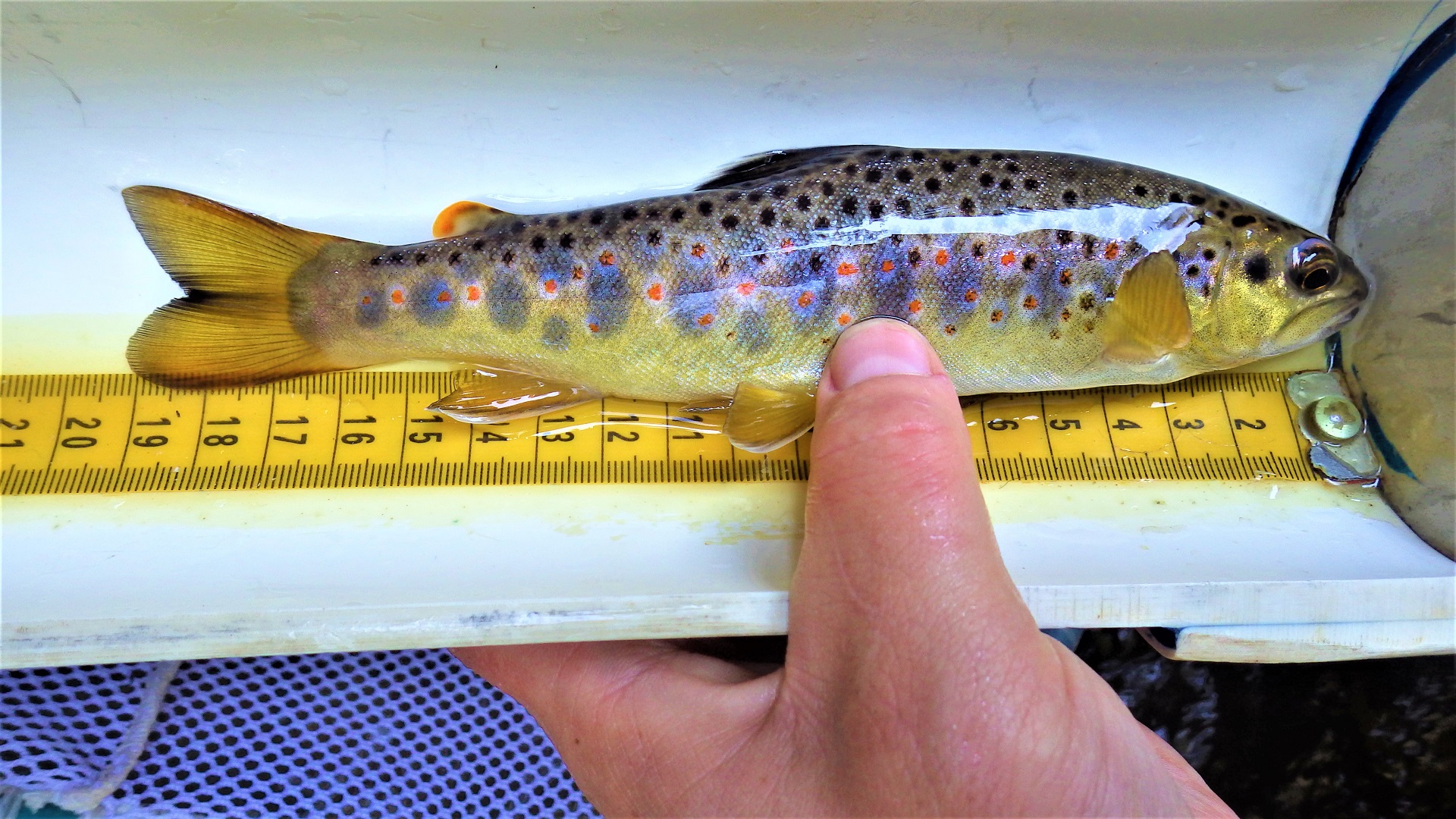 A trout in a measuring board.