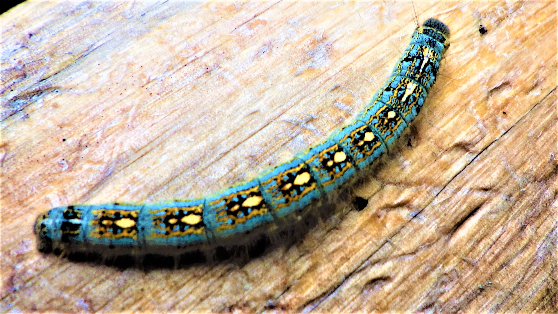 A bright blue caterpillar with yellow spots