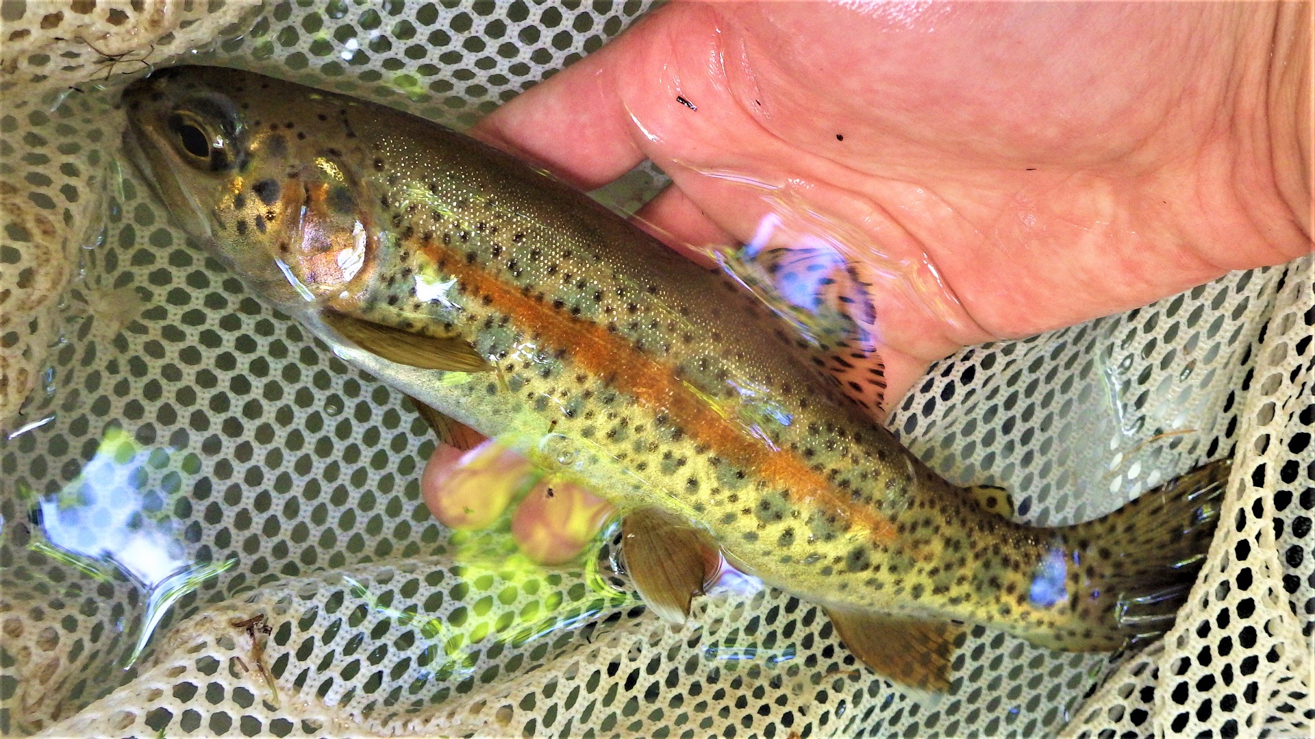 A large trout with a red strip being held above a net