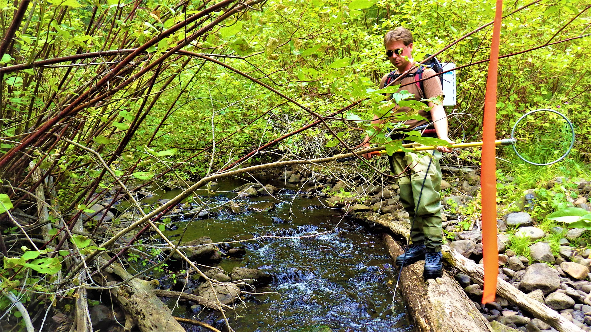 A crewmember wearing a backpack electrofisher in a stream