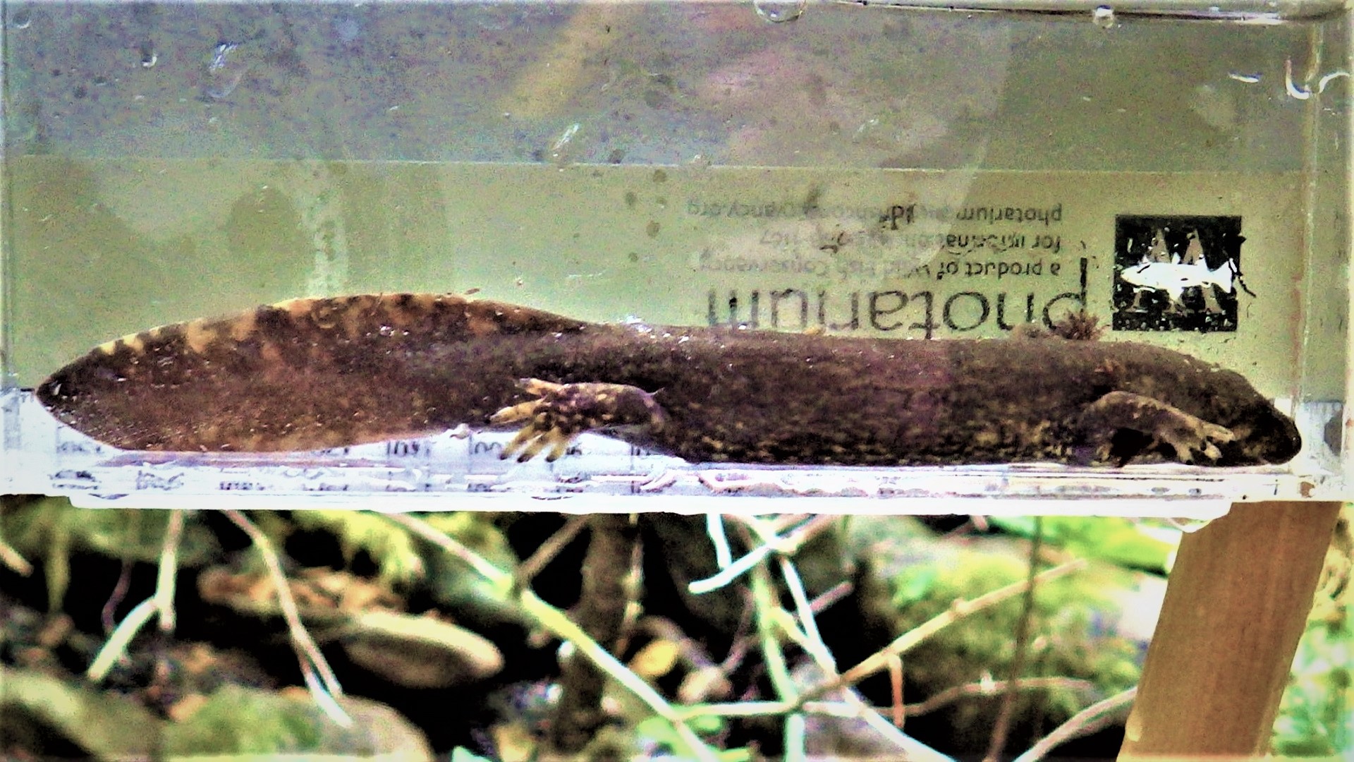 A salamander in a clear container