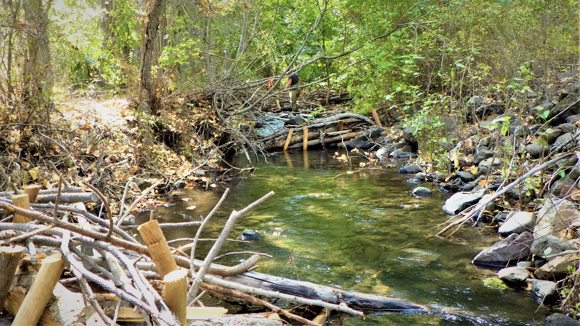 A small creek with multiple man-made log jams