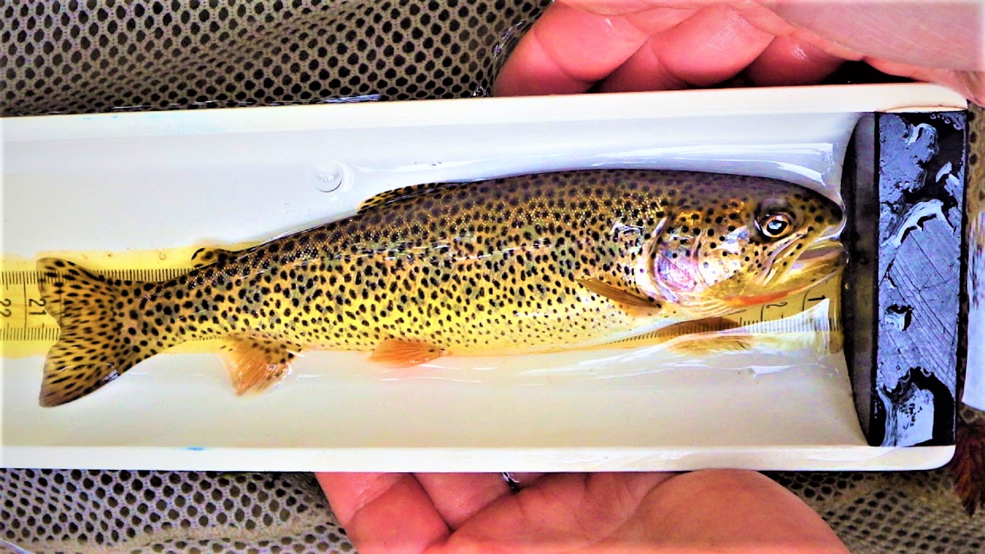 A large trout on a measuring board