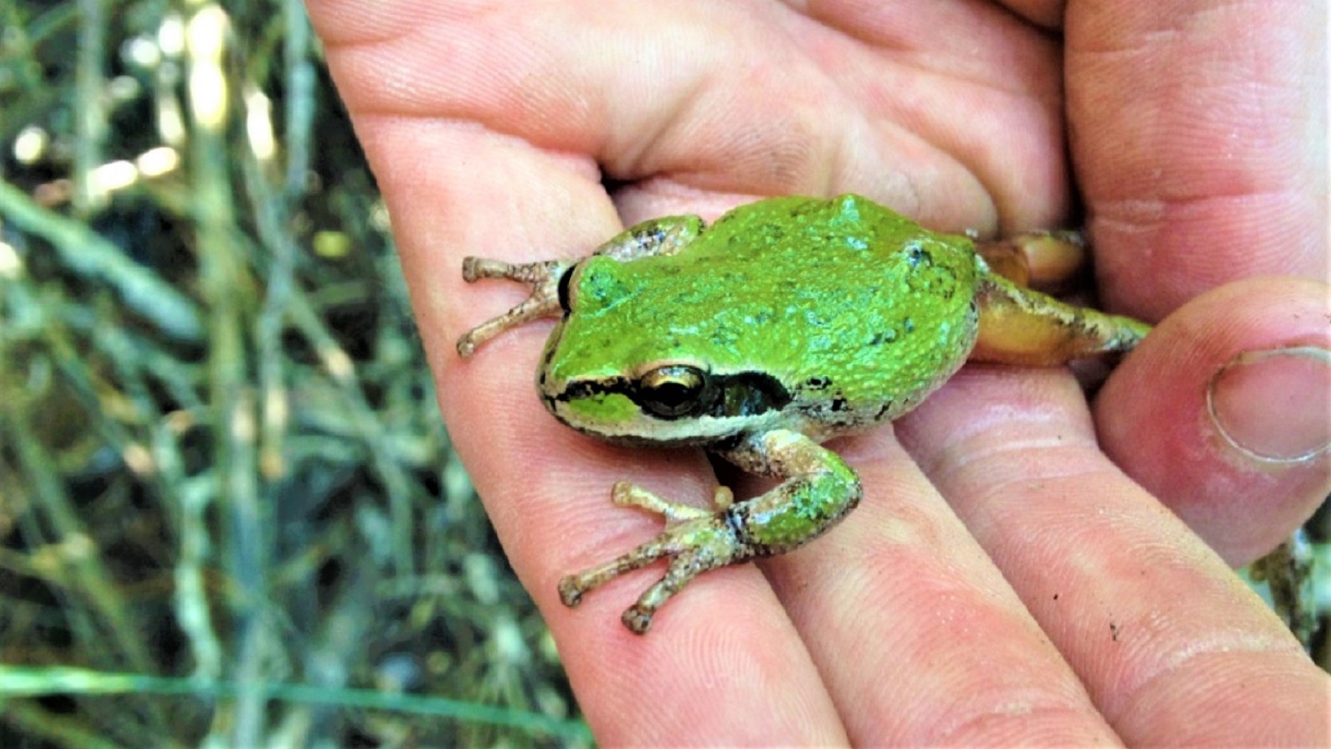 A small green frog in someone’s hands