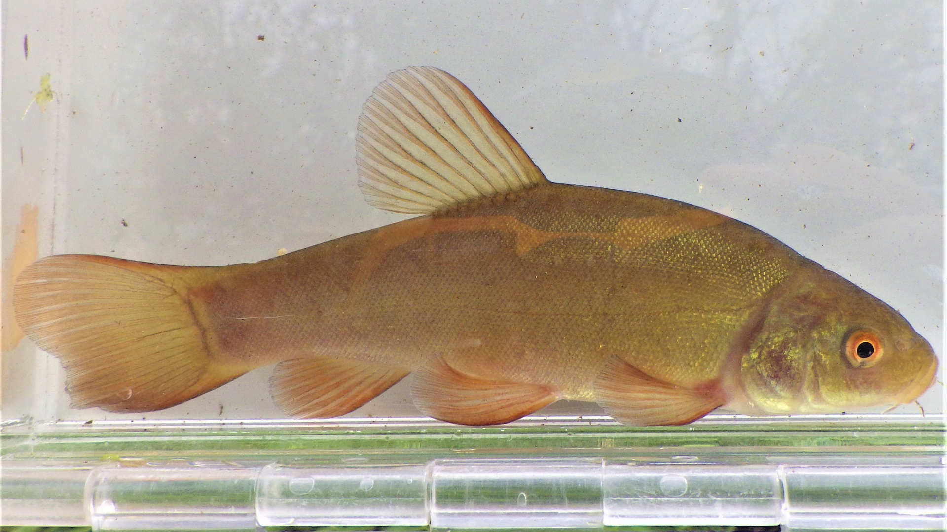 A large fish in a photarium
