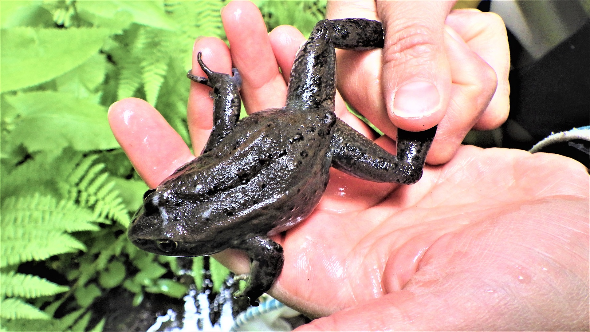 A frog in a crew member's hands
