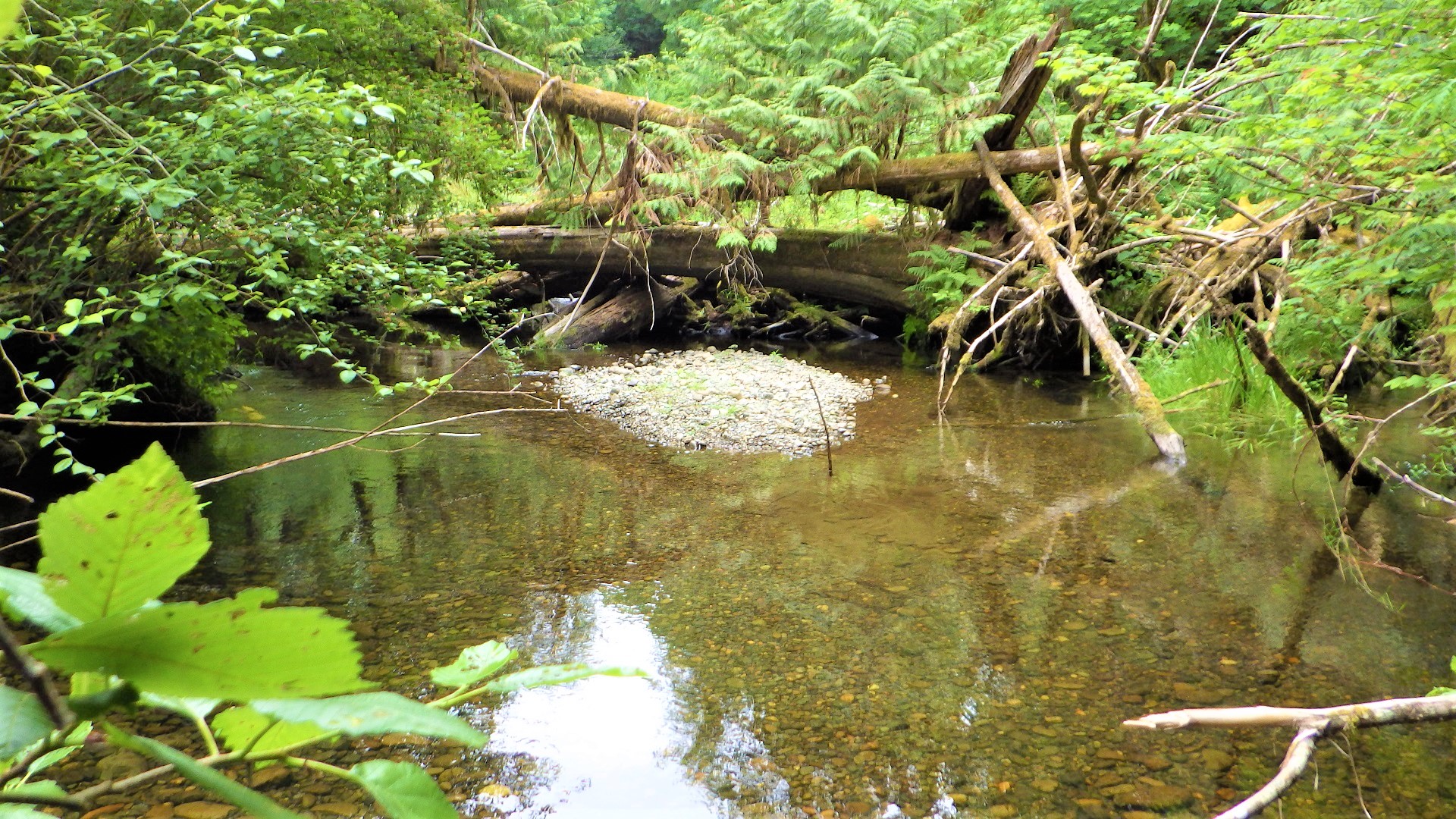 A stream with a sand bar and fallen trees