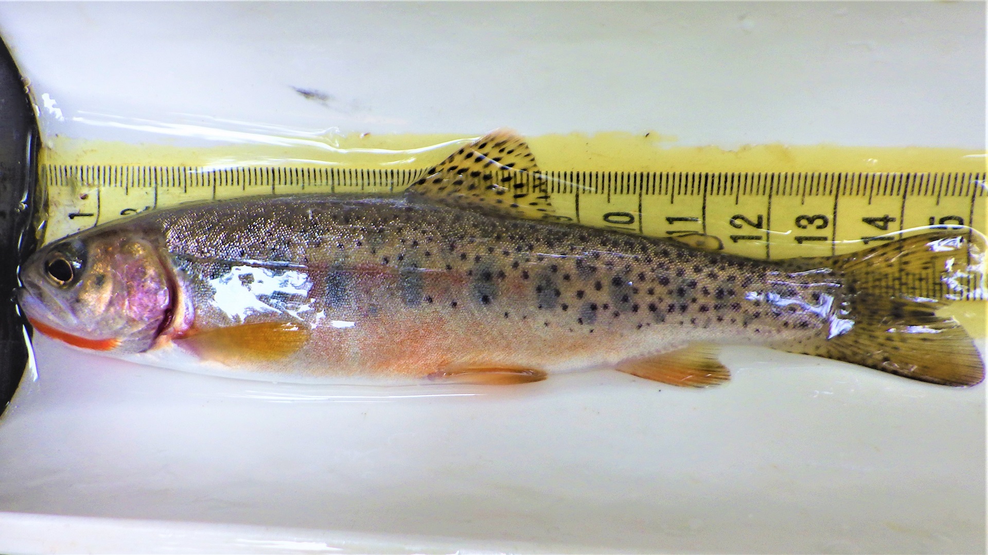 A trout with small black spots on a measuring board