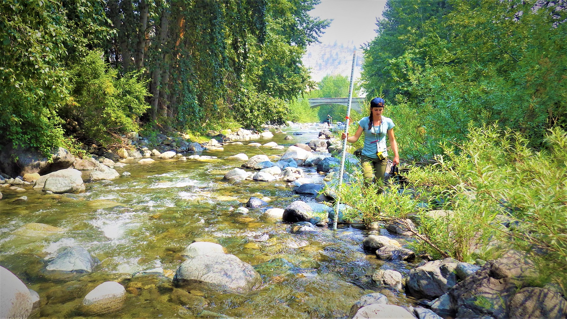 A person walking up the bank of a rocky stream holding a measuring rod