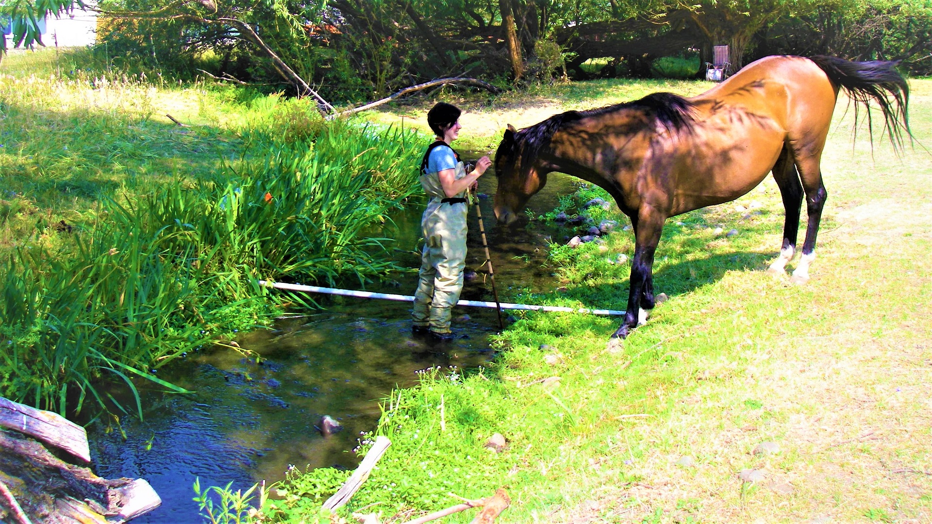 A horse near the edge of a stream looks at person standing in the stream
