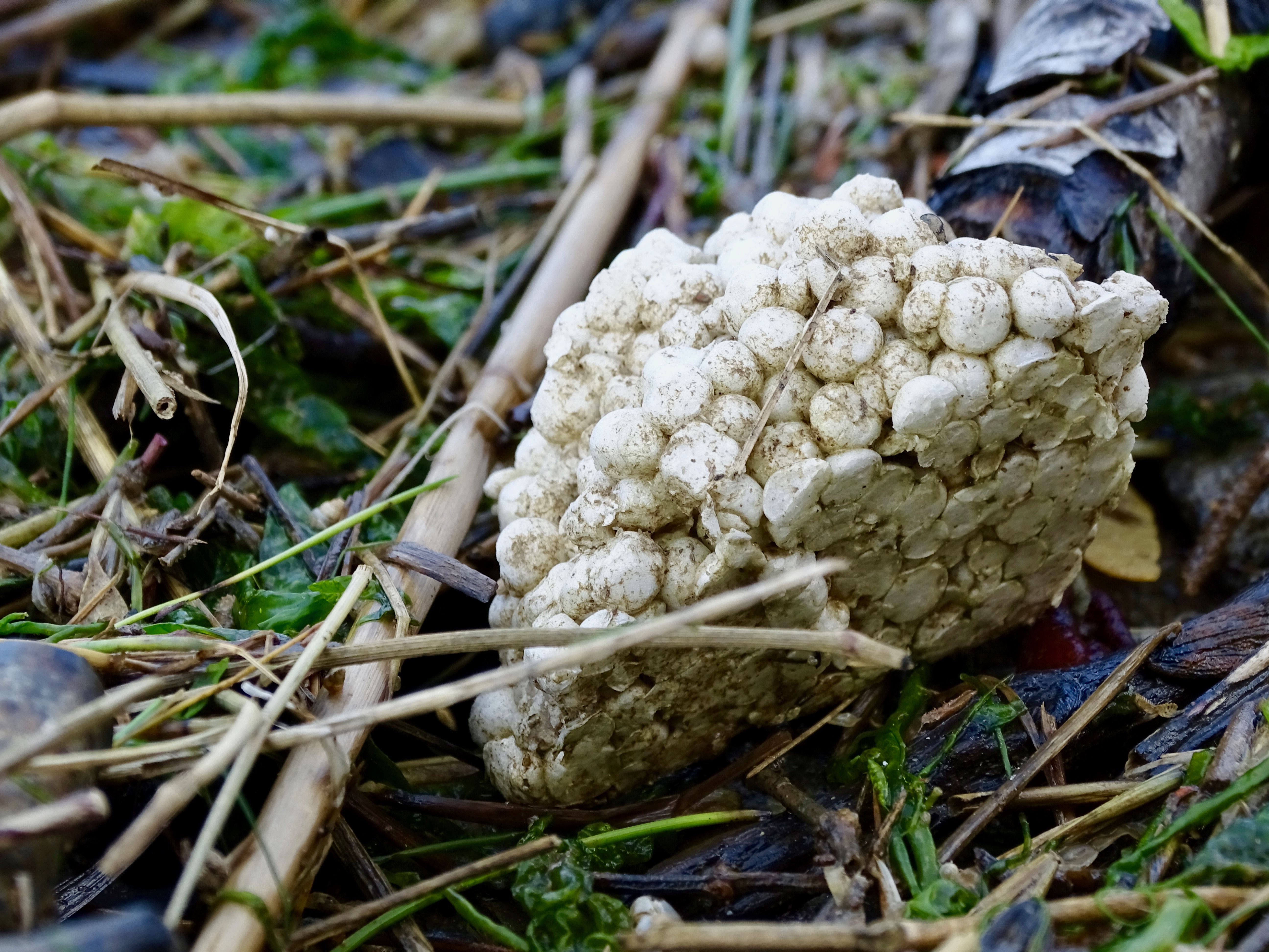 A chunk of expanded polystyrene left on the ground, with dirt lining the small foam balls as a sign of its long time in the elements.