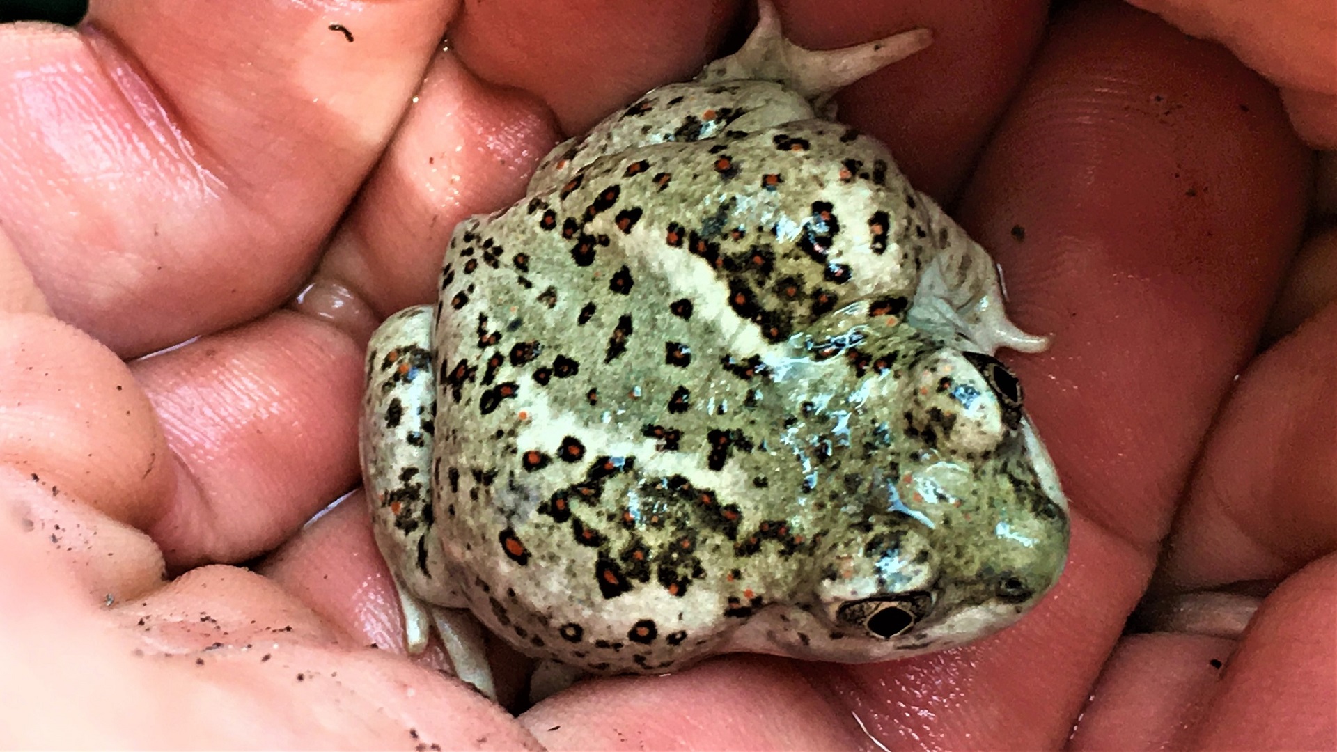 A green frog with black/orange spots in someone’s hands