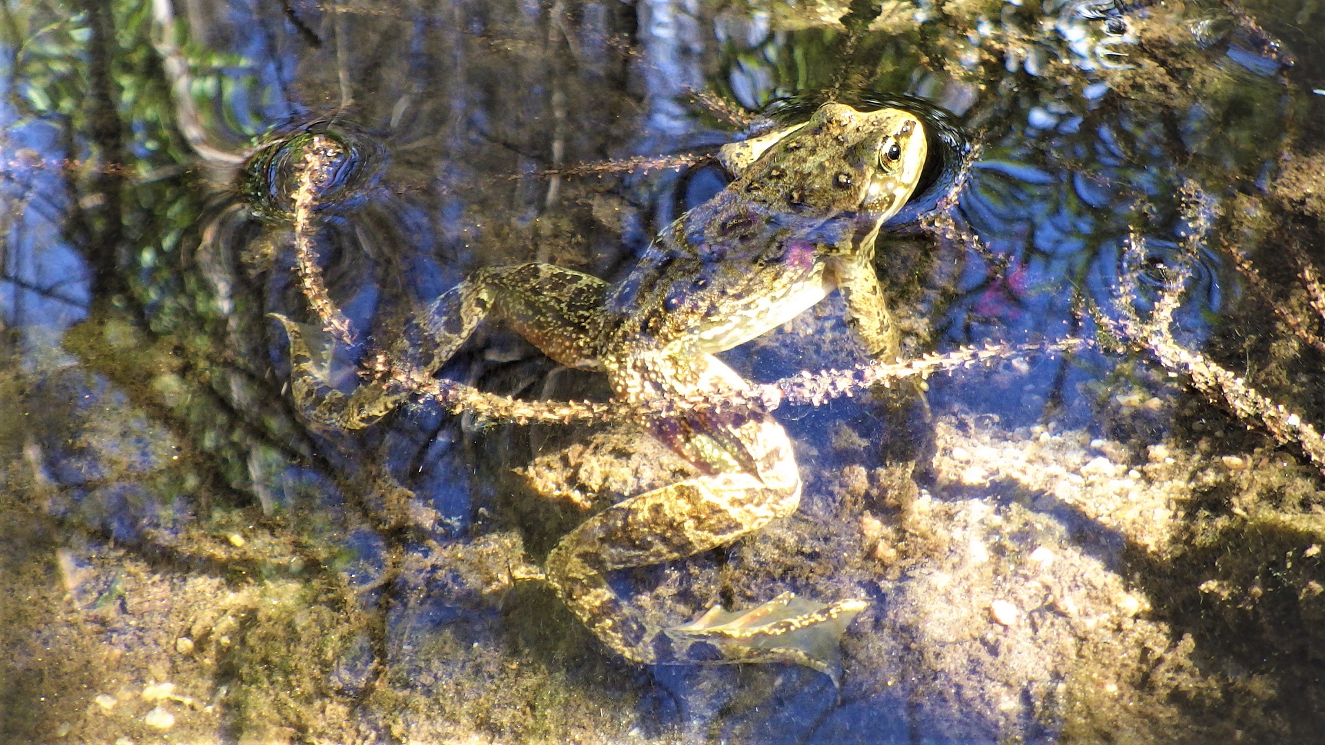 A frog submerged in a shallow creek