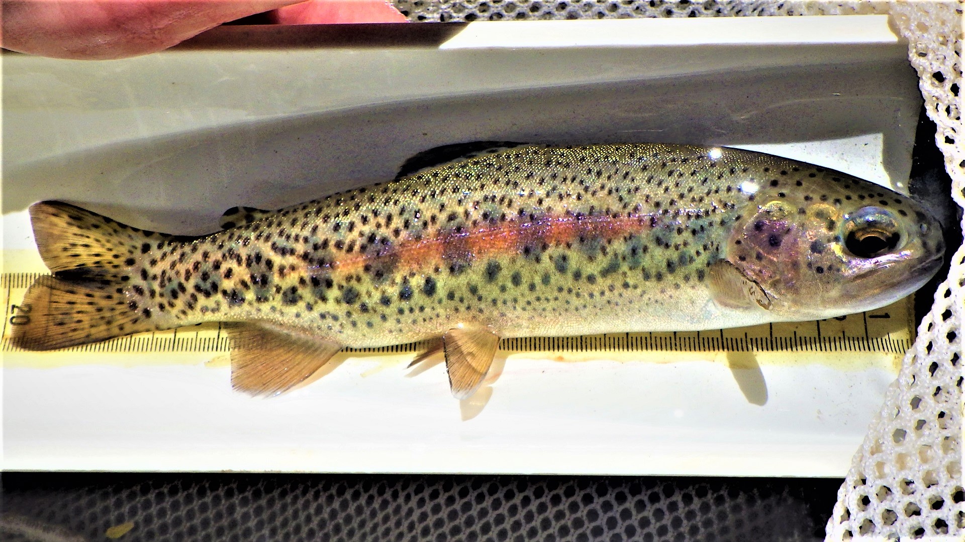 A large trout on a measuring board.