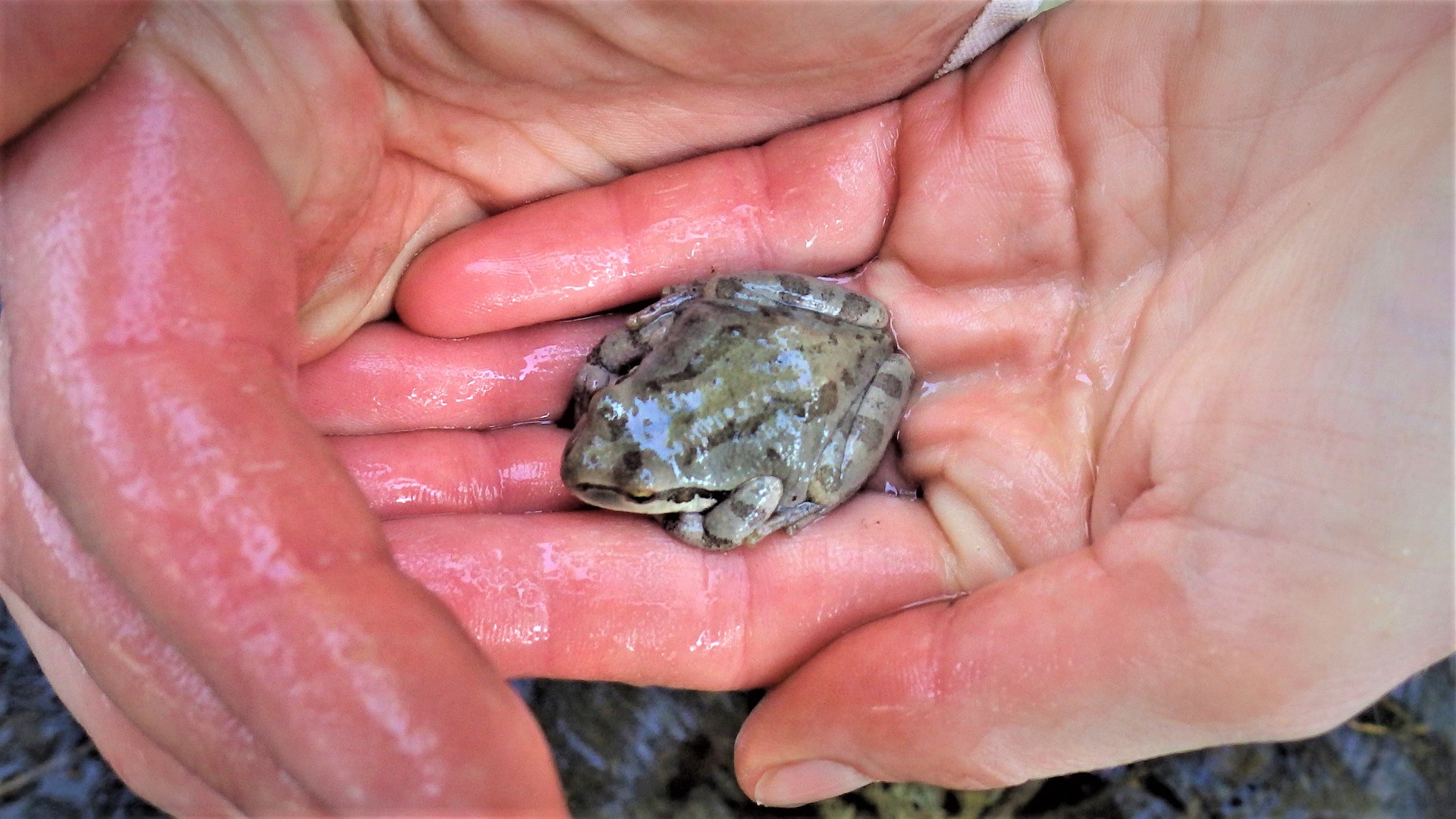 A grey frog in a crewmembers hands.