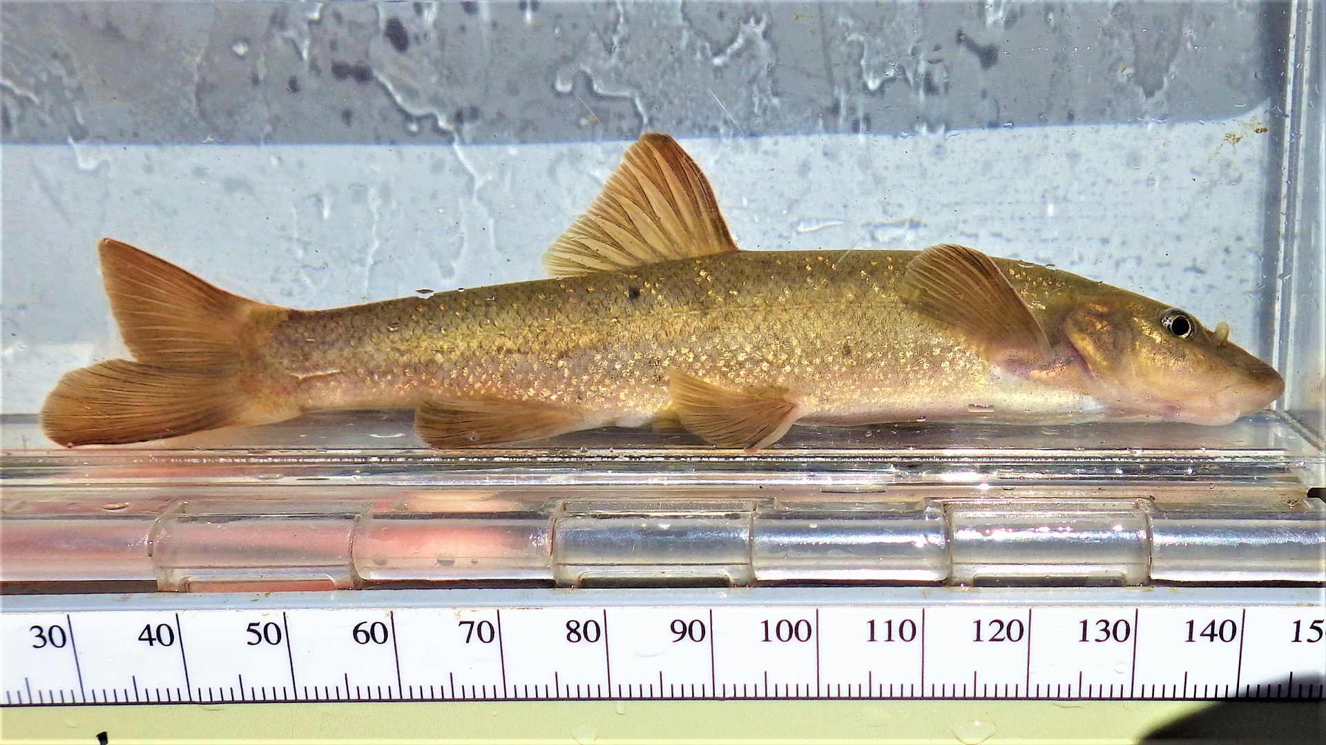 A yellow fish being measured in a clear container