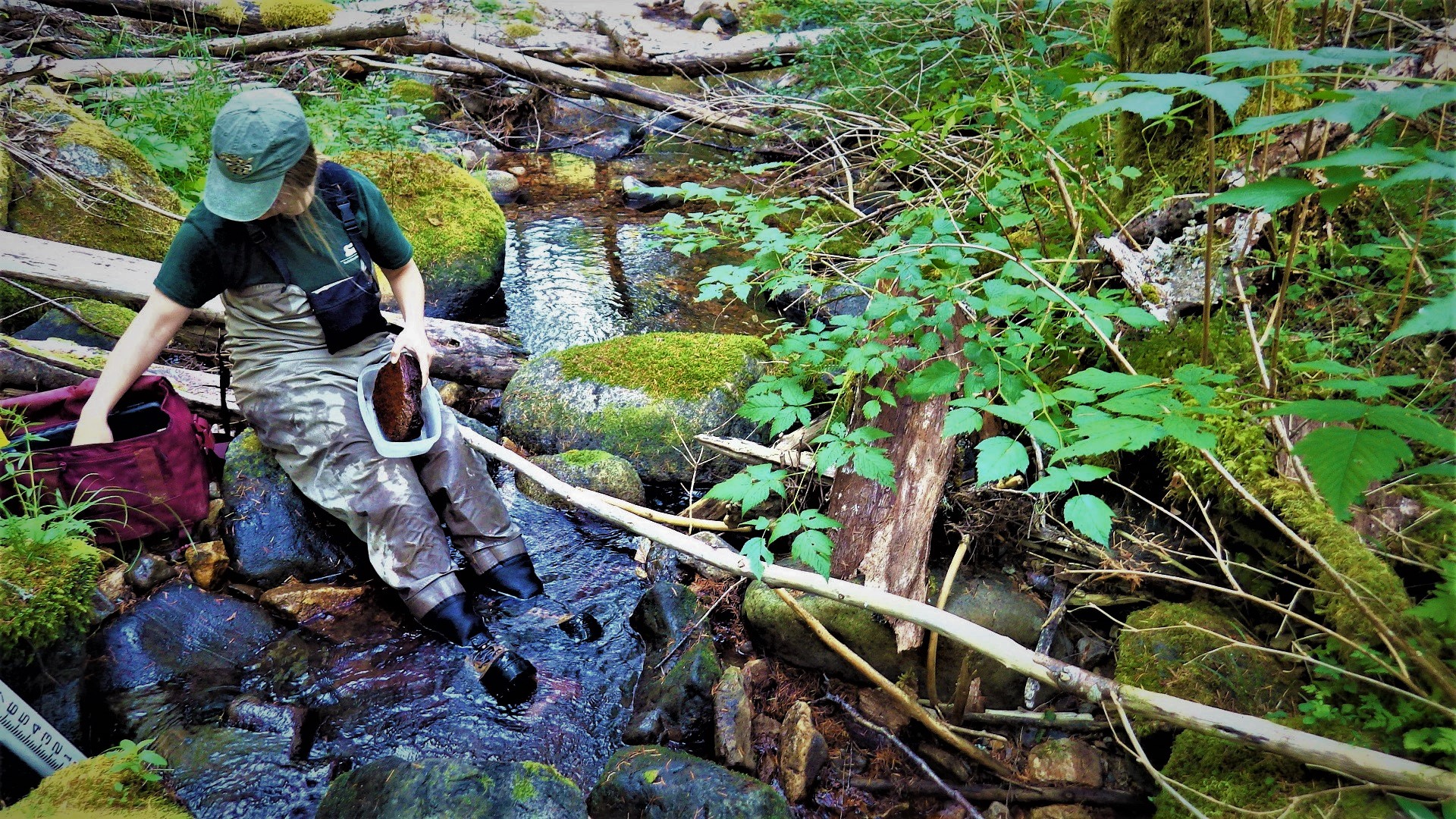 A crewmember scraping algae from rocks at a stream