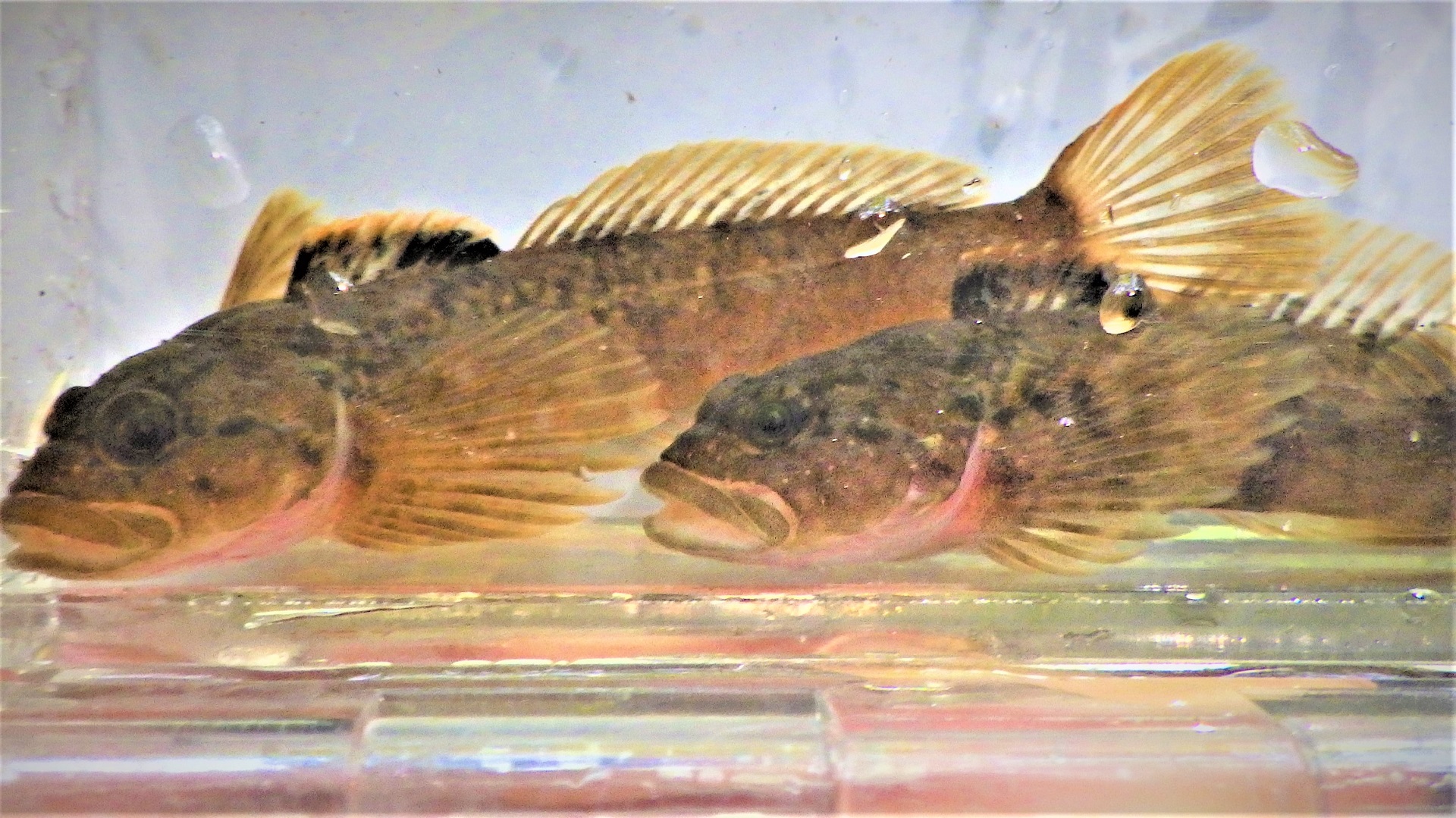 Two yellow-brown fish in a clear container