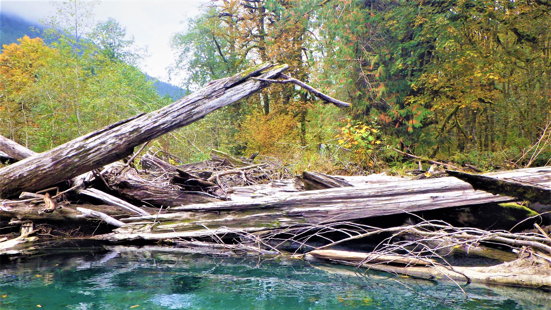 A wood pile spanning a wide river