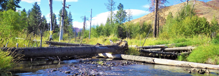 River with fallen woody debris and dispersed fir trees around it