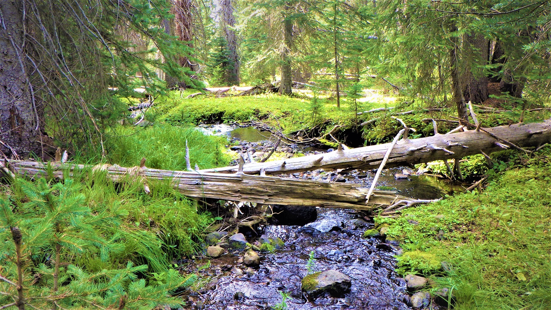 A shallow stream with multiple logs in the channel