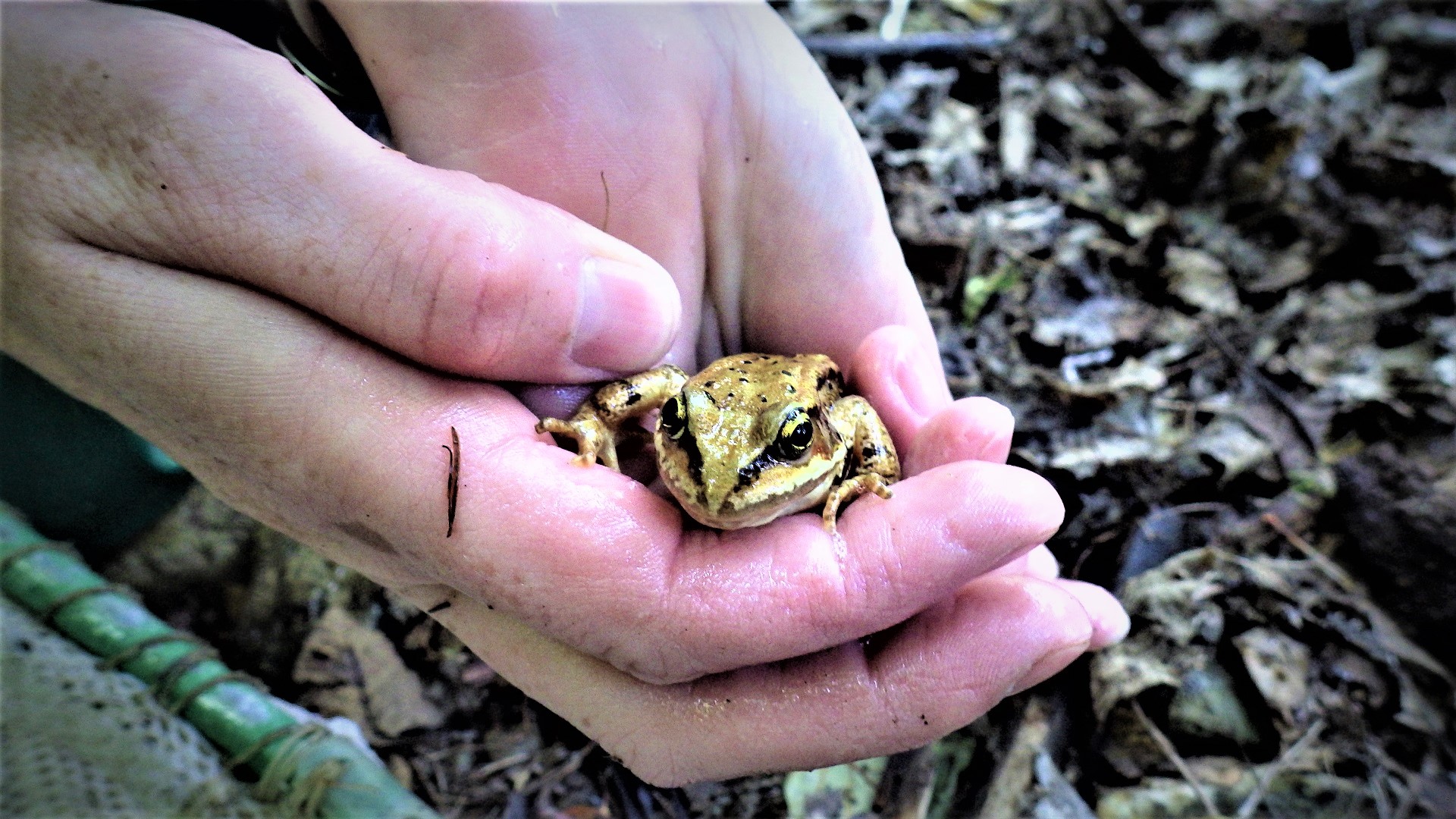 A frog with black eye stripes in a crewmembers hands