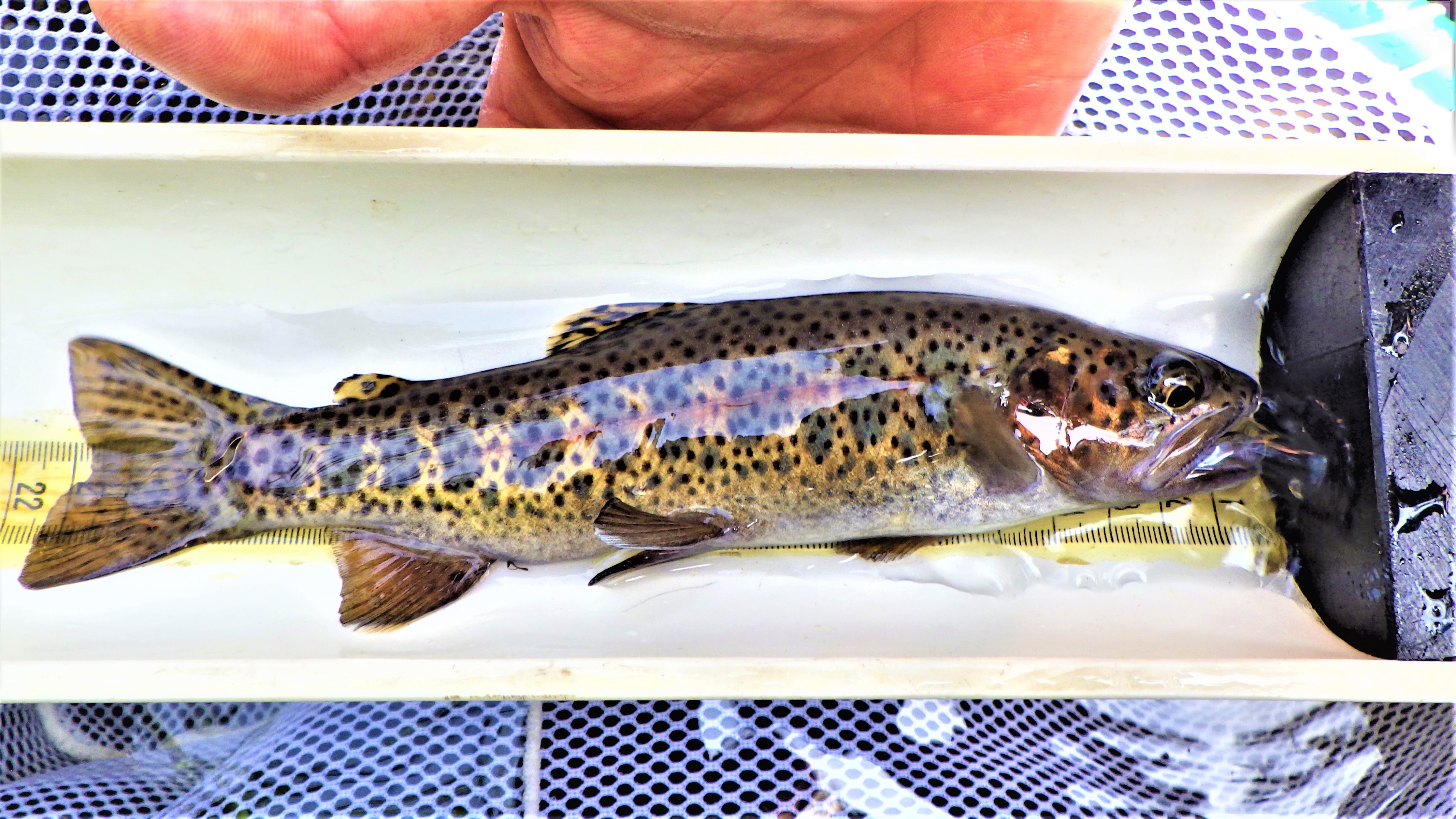 A large trout with small black spots on a measuring board