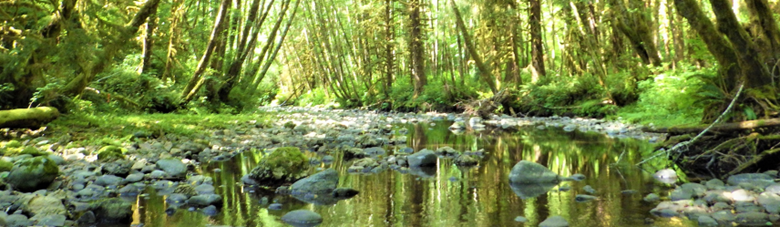 Stream with cobble and a significant amount of canopy cover