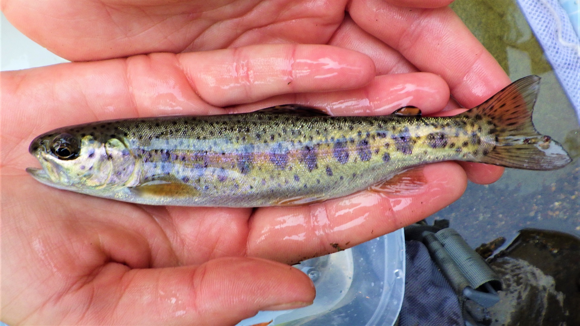 A spotted fish in a crewmember's hands