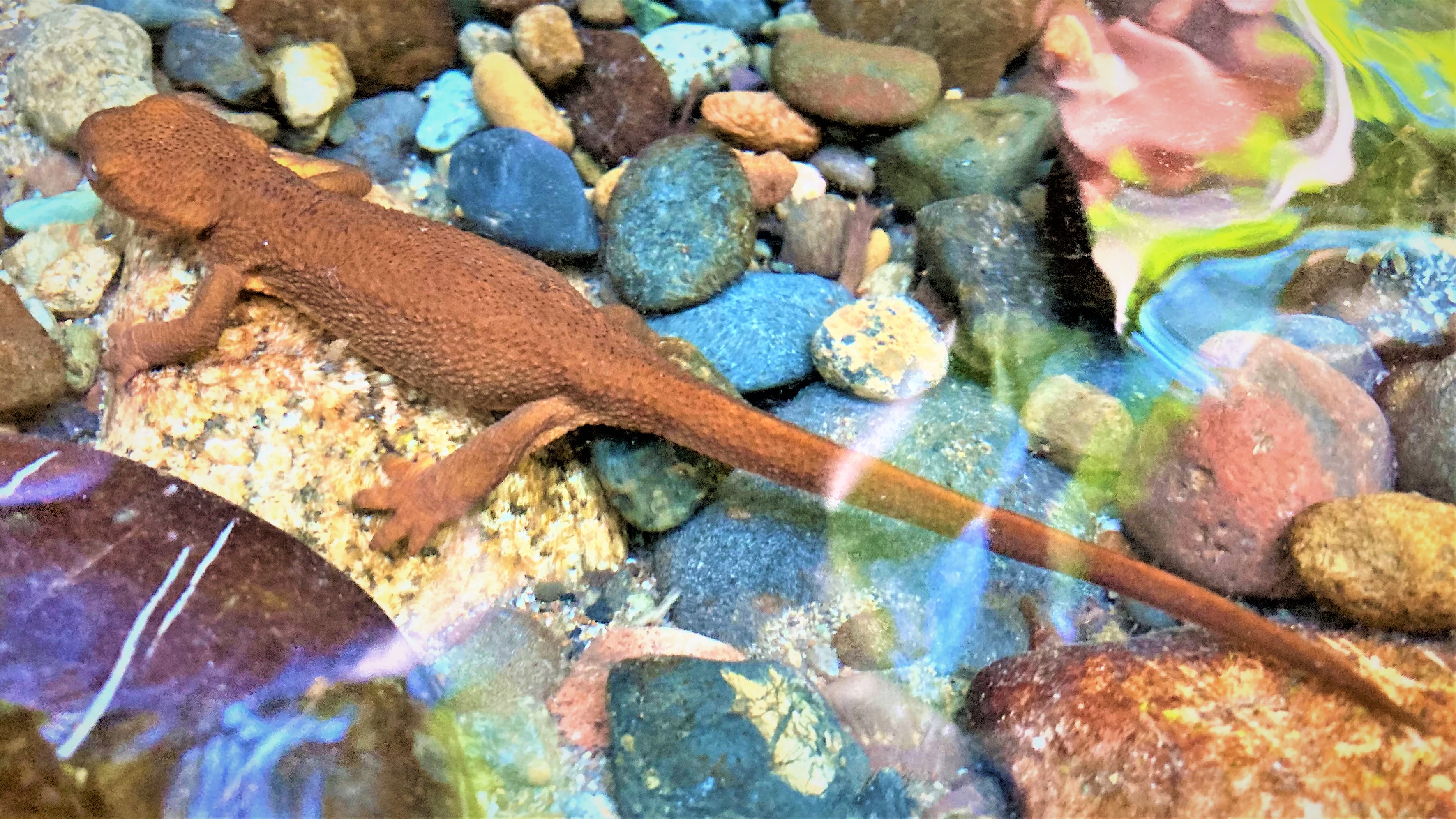 A closeup view of an orange newt in the water of a rocky stream