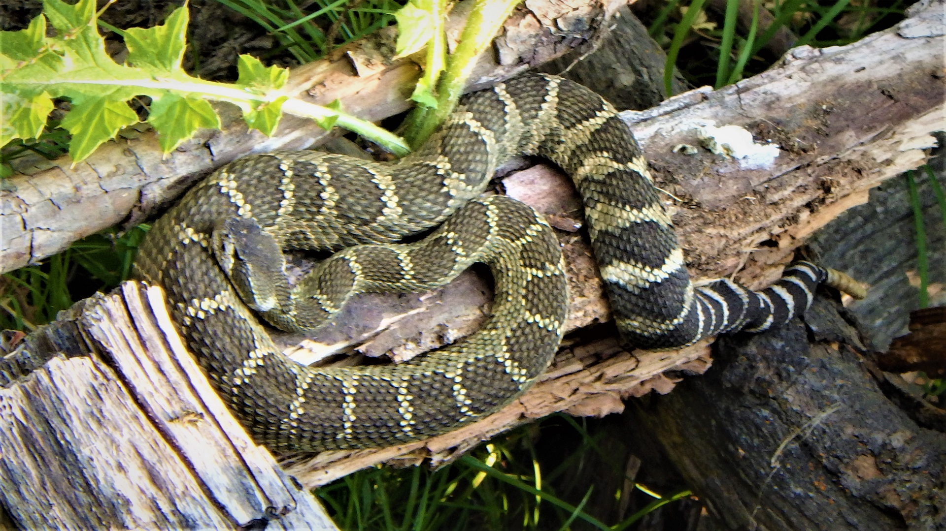 A yellow and brown striped snake curled up on a piece of dead wood
